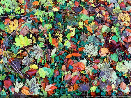 feuilles-mortes-automne.JPG