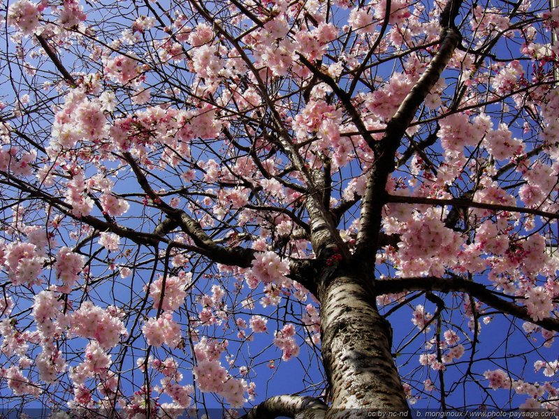 Le printemps : un cerisier en fleurs pour représenter cette belle saison
[Le printemps en image]
Mots-clés: printemps fleurs arbre_en_fleur les_plus_belles_images_de_nature plus_belles_images_de_printemps