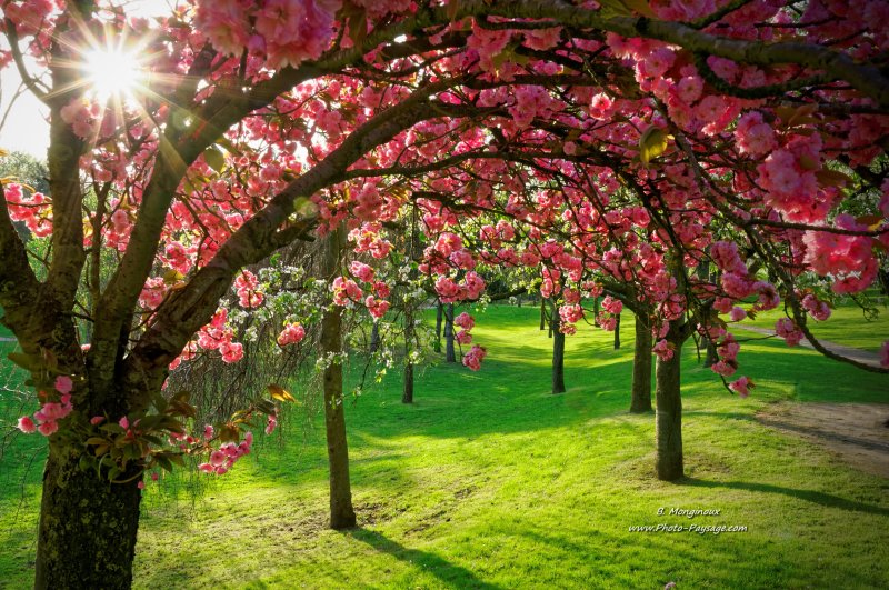 Rayons de soleil à travers les branches d'un cerisier en fleurs
[Images de printemps]
Mots-clés: printemps cerisier herbe pelouse
