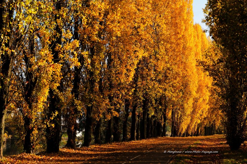 Une allée bordée de peupliers en automne
Mots-clés: belles-photos-automne les_plus_belles_images_de_nature automne peuplier alignement_d_arbre route feuillage Categ_riv_Marne