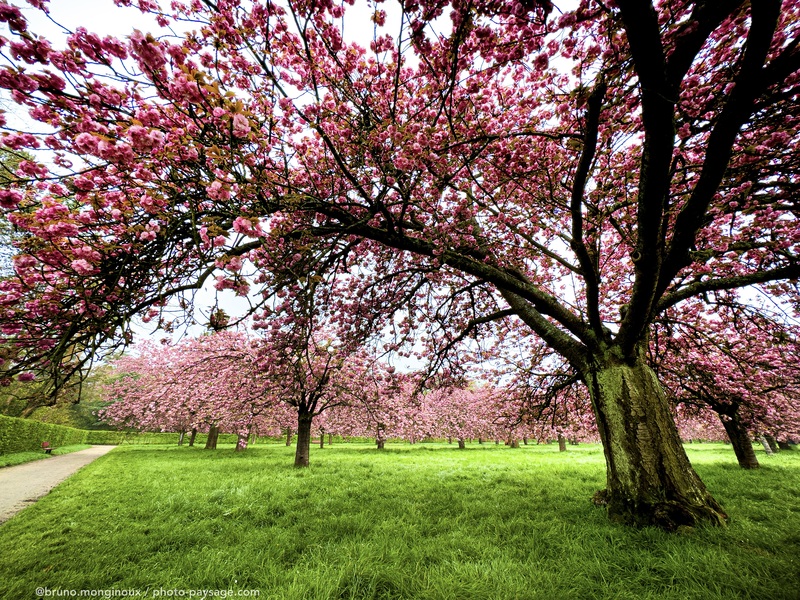Magnifique bosquet de cerisiers en fleurs 
Parc de Sceaux, Hauts-de-Seine
Mots-clés: Cerisier arbre_en_fleurs alignement_d_arbre printemps plus_belles_images_de_printemps