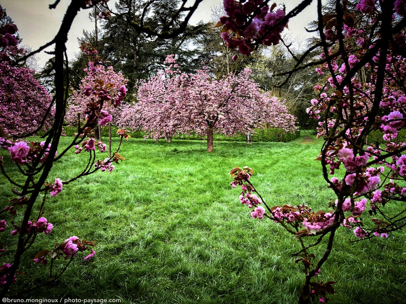 Cerisiers en fleurs - Hanami à Sceaux
Parc de Sceaux, Hauts de Seine
Mots-clés: Printemps plus_belles_images_de_printemps cerisier