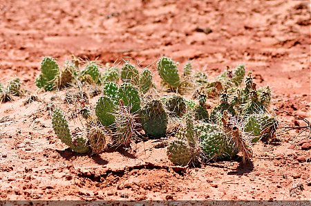 Cactus-dans-Arches-National-Park---2.jpg