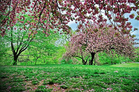 Cerisiers-en-pleine-floraison-dans-Central-Park.jpg