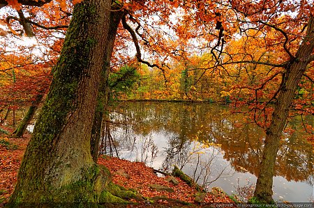 Les-couleurs-de-l_automne-dans-le-Bois-de-Vincennes.jpg