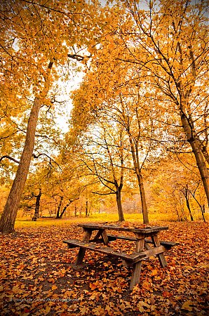 Pique-nique-d-automne-dans-le-bois-de-Vincennes--2.jpg