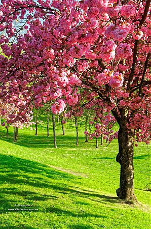 Printemps-cerisier-fleurs.jpg