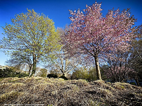 Nom du fichier=Vienne-parc-arbre_fleurs-IMG_4714.jpeg
Taille du fichier=6992Ko
Dimensions : 4032x3024
Ajouté le : 03 Mai 2025 Nom du fichier=Vienne-parc-arbre_fleurs-IMG_4714.jpeg
Taille du fichier=6992Ko
Dimensions : 4032x3024
Ajouté le : 03 Mai 2025