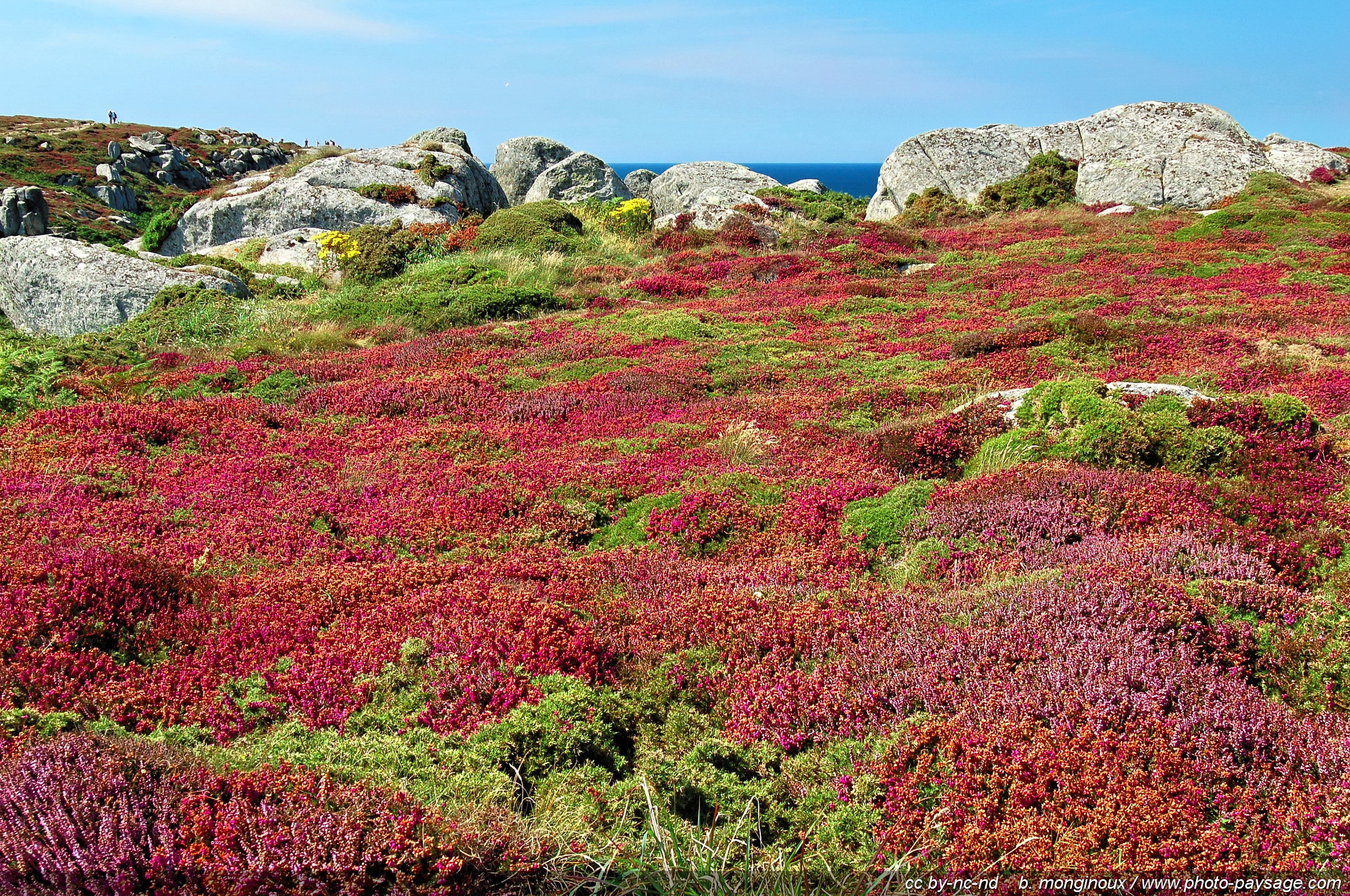 landes-et-bruyere-cap_sizun.jpg