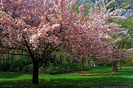 Les plus belles images de printemps : un superbe cerisier en fleurs à Paris