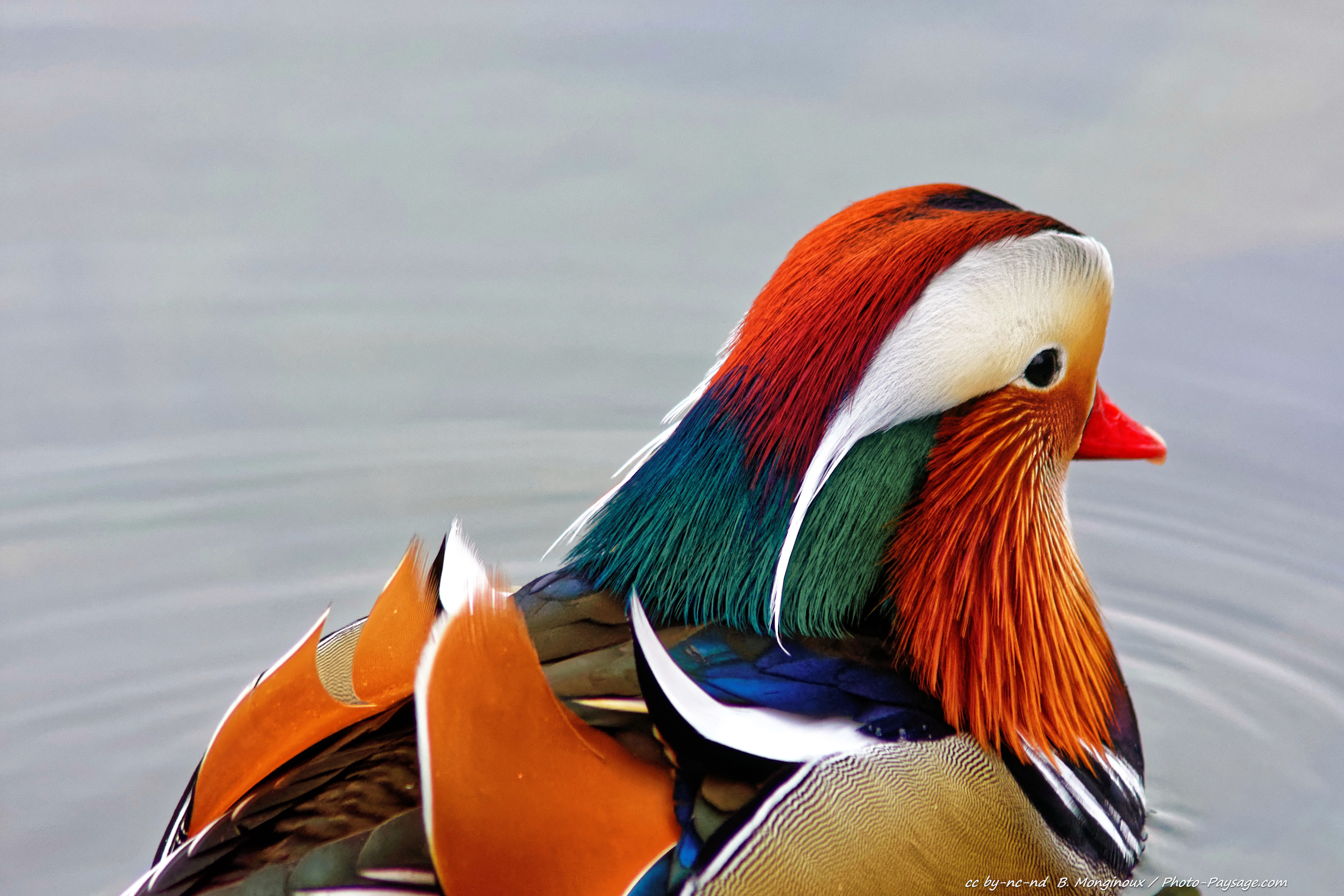 Canard Mandarin Photo Paysage Le Blog