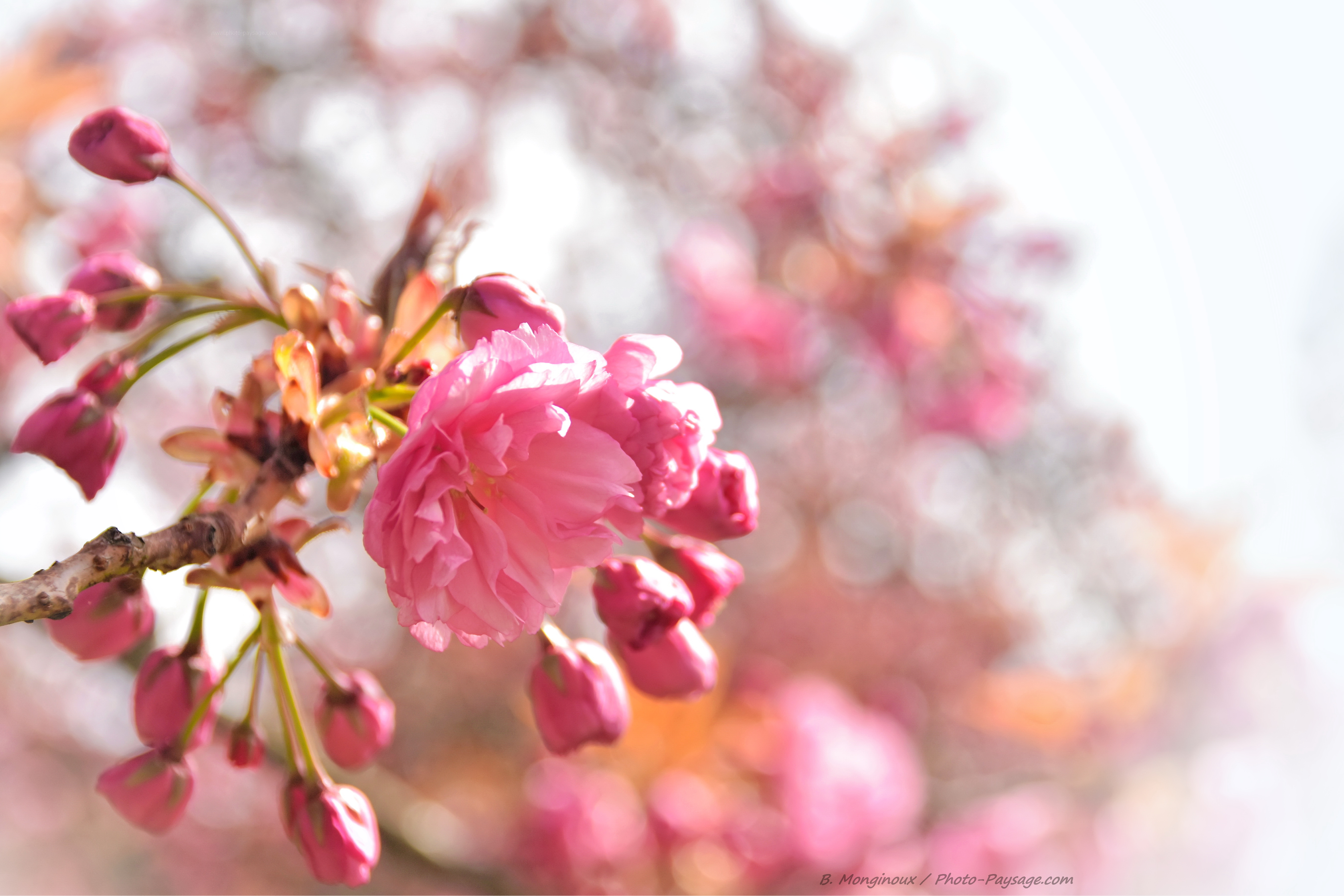 Photos Fleur Cerisier, 92 000+ photos de haute qualité gratuites