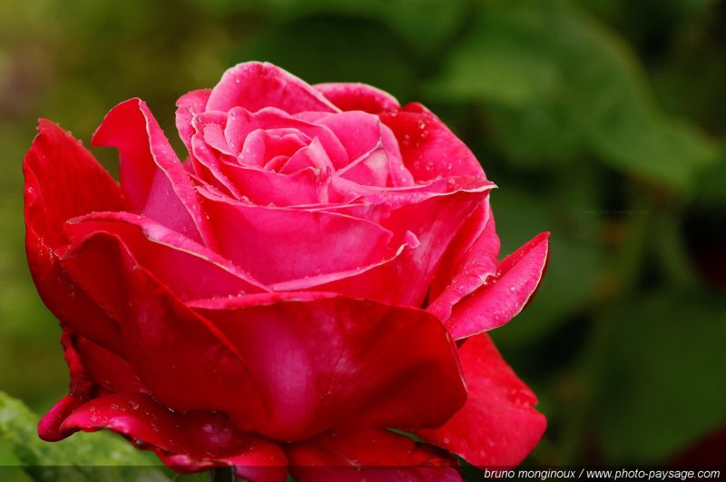 De belles roses pour le mois de mai -07
[Les couleurs du printemps]
Mots-clés: fleurs rose printemps rosier petale parfum