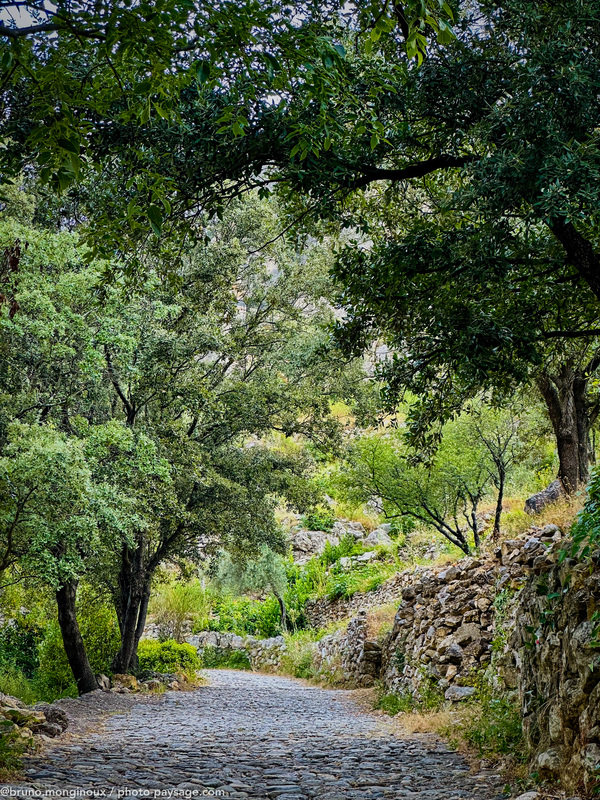 Chemin de pierre bordÃ© dâ€™arbres Ã  St-Guihem-le-dÃ©sert
Saint-Guilhem-le-dÃ©sert (HÃ©rault), un des plus beaux villages de France
Mots-clés: Chemin alignement_arbres cadrage_vertical