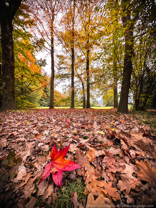 Couleurs d’automne à Zurich
Arboretum, Zurich, Suisse 
Mots-clés: Automne cadrage_vertical feuilles_mortes belles-photos-automne