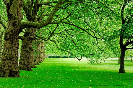 Platane automne - arbre miniature naturel 18 cm - FR