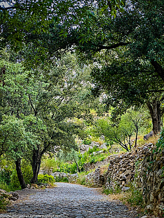 St-Guilhem-le-desert-chemin-pierre-arbres-IMG_2072.jpeg