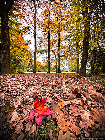 automne_zurich_feuilles_mortes-IMG_3814.jpeg